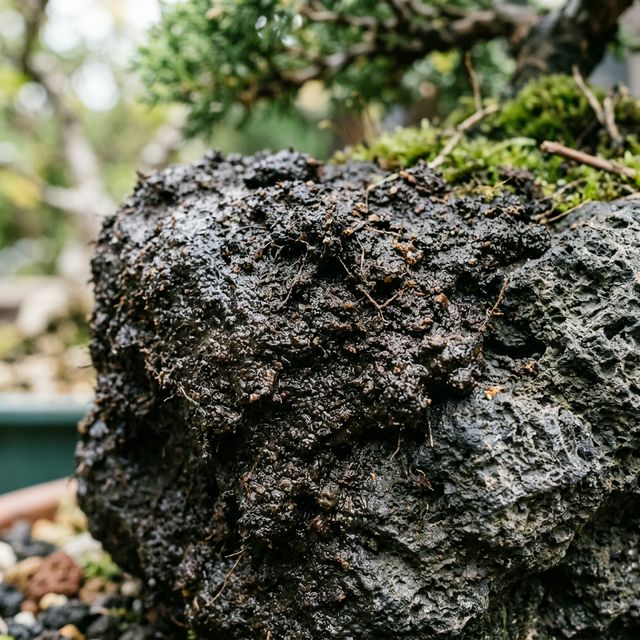 Sustrato Keto (barro) con una textura oscura y pegajosa