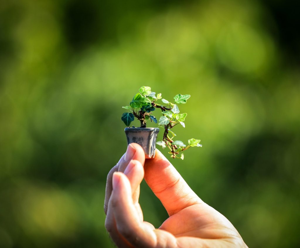 Bonsai tamaño mame