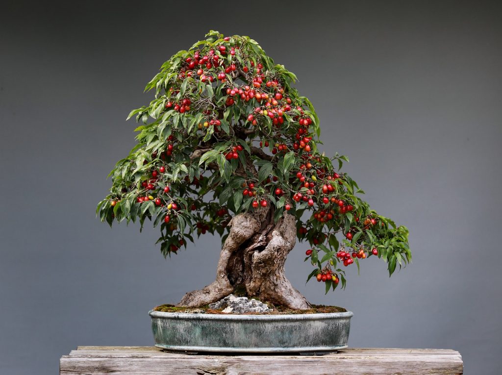 Bonsai manzano estilo moyogi